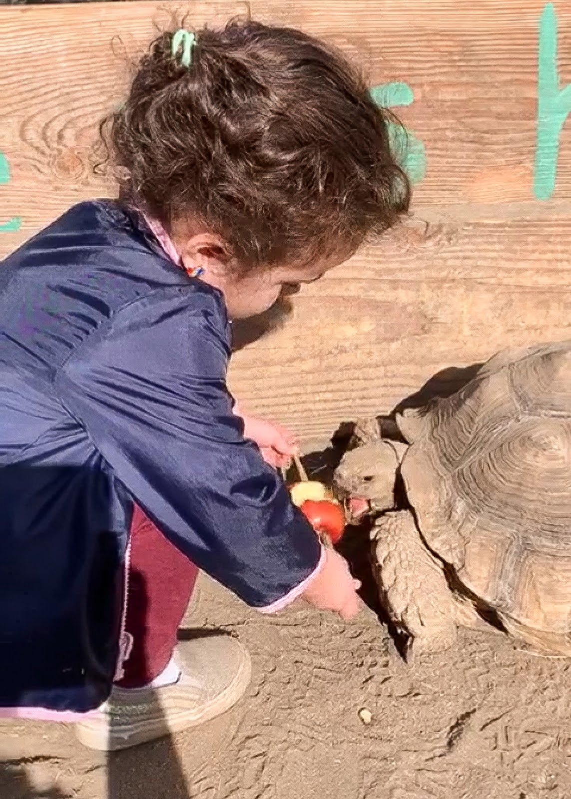 Toddler Activity Idea: Visit A Petting Zoo